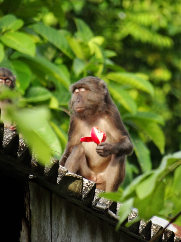 Nicobar long-tailed macaque