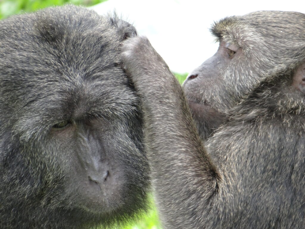 Nicobar long-tailed macaques