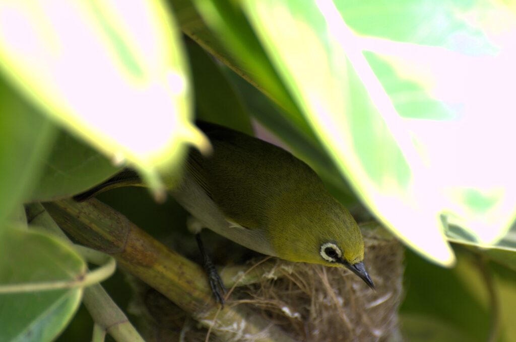 Oriental white eye