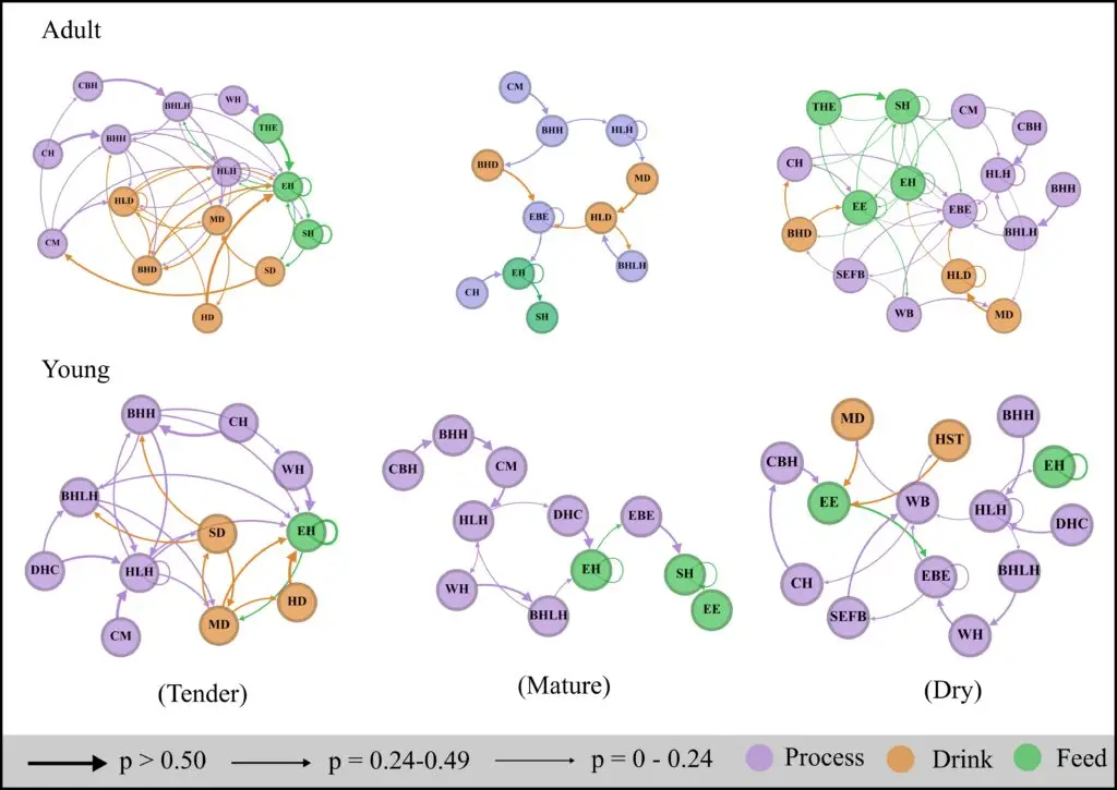 Markov chains in coconut feeding behaviour of Nicobar long tailed macaques